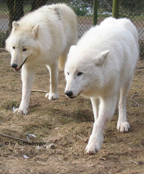 Plarwölfin Alaska und Okami